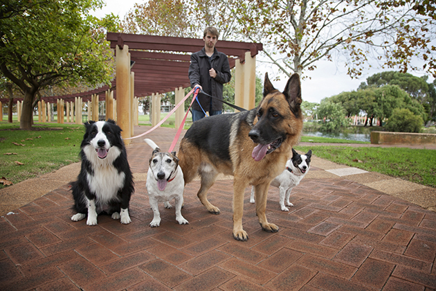 Four Dogs On A Walk