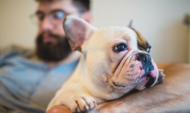 DOG pets