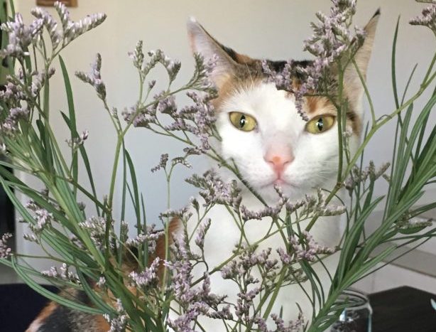 Phoebe with flowers