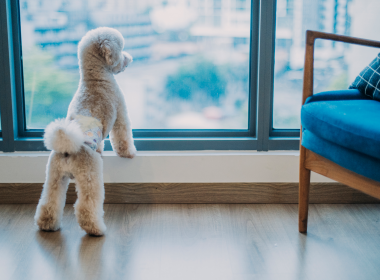 Preparing pets for returning to the workplace