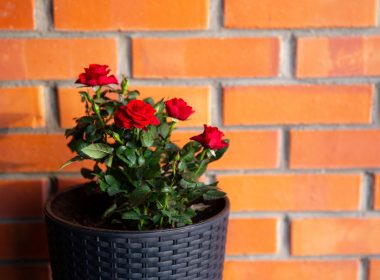 Blooming beautiful balcony delights